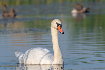 Fototapeta premium white swan on the lake 
