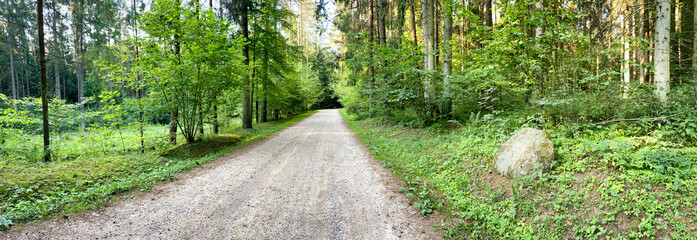 Tło z pustą drogą przez las