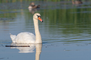 Obraz premium white swan on the lake 