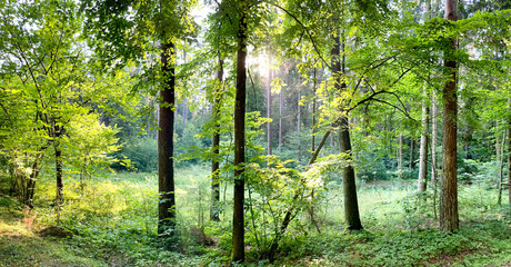 Tło z lasem w okresie lata © michalsen