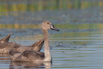 white swan on the lake 