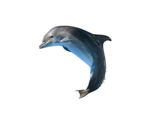 Fotobehang Beautiful grey bottlenose dolphin on white background © New Africa