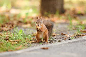 A beautiful funny squirrel in the park.