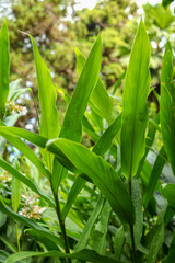 green corn field, corn field in the morning