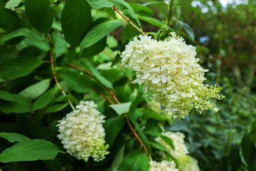 white flowers in the garden, white hydrangea, Hydrangea