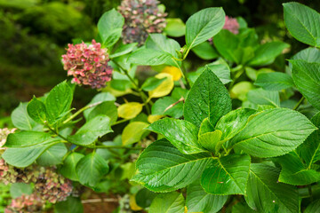 blue hydrangea flower, blue and purple, blue hydrangea flower in garden
