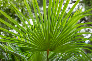 palm tree leaves, John Aromas Saw Palmetto Extract Liquid, palm tree leaf