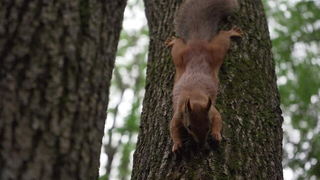 The squirrel holding on to the tree trunk with its hind legs eats a nut and begins to look for a new one