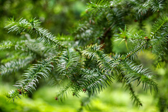 branches of a pine, coniferous trees