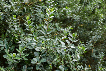 leaves background, close up of green leaves