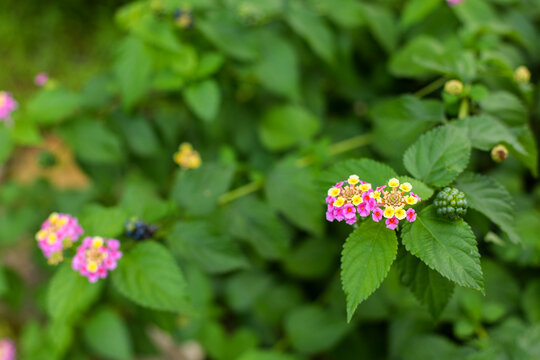 Lantana camara or common lantana is flowering plant within the verbena family, Verbenaceae. Colorful Verbena flowers.