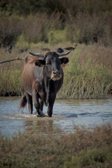 Vaca