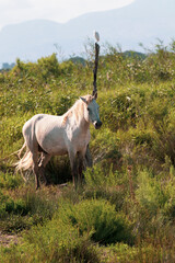 Caballo Salvaje