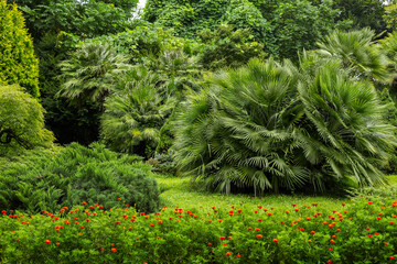 palm trees in the park, palm trees in the garden