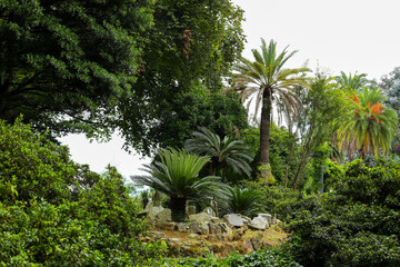 Fototapeta na wymiar palm trees in the park, palm trees in the garden