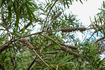 pine cones on a branch, branches of a pine