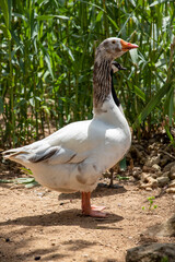 pato
