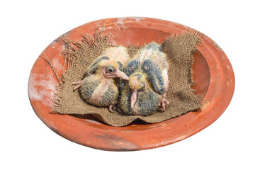 Two young pigeon chicks above a clay dish on white background close up