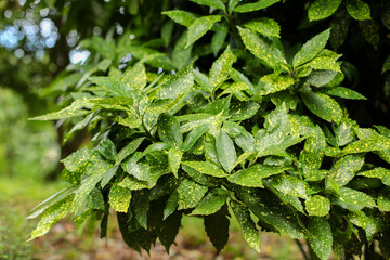 Aucuba japonica bush, Aucuba Japonica Variegata, bush