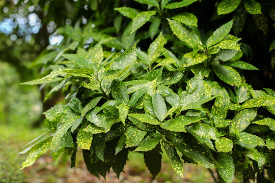 Aucuba japonica bush, Aucuba Japonica Variegata, bush