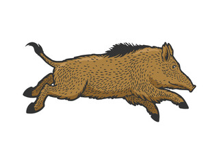 Running wild boar color sketch engraving vector illustration. T-shirt apparel print design. Scratch board imitation. Black and white hand drawn image.