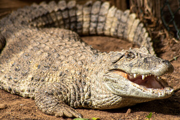 Obraz premium cocodrilo