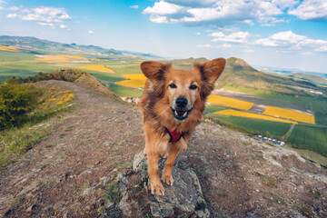 Dog on the trip to hill. Amazing view in Czech Republic, Europe. Location Czech Central Highlands. Traveling concept background. 