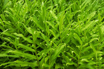 green grass in the garden, green grass background