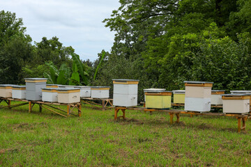 bees in the beehive, beehives in the garden