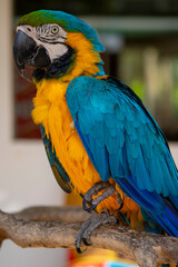 Loro