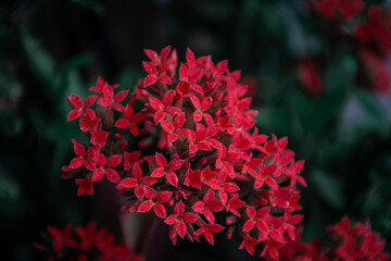fondo flor, macro, planta