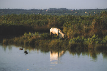 Caballo salvaje
