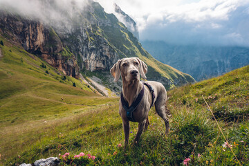 Dog Weimaraner in mountains. Amazing view of Mangart. Log pod Mangartom location, National Park Triglav, Slovenia, Europe. 