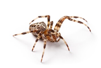 Exotic Spider