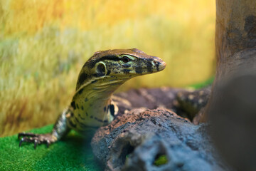 Striped monitor lizard in a terrarium close up (Varanus, Varanidae)