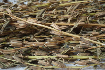 Brown dry sesame seed on the drying process