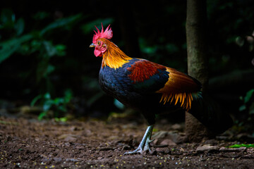 Red Junglefowl - Gallus gallus tropical bird Beautiful colors in green Thailand jungle