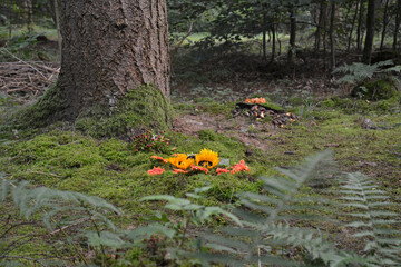 frisches urnengrab im ruhewald rheinhessische schweiz