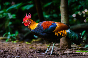 Red Junglefowl - Gallus gallus tropical bird Beautiful colors in green Thailand jungle