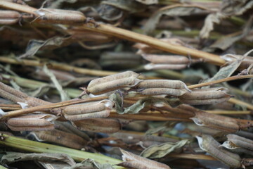 Brown dry sesame seed on the drying process