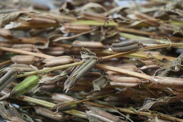 Brown dry sesame seed on the drying process