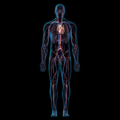 Circulatory System Full Body Anatomy Front View on Black Background - 453865825