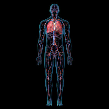 Cardiopulmonary System Full Body Anatomy Front View on Black Background
