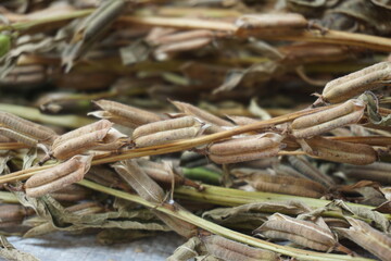 Brown dry sesame seed on the drying process