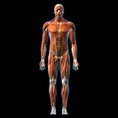 Male Full Body Muscle and Connective Tissue Anatomy, Front View on Black Background - obrazy, fototapety, plakaty
