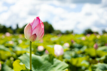 beautiful pink lotus flower on green blur background of lotus field