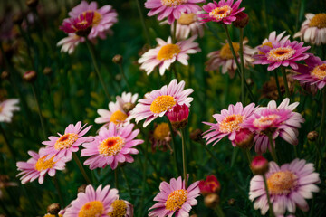 Obraz premium Flores con pétalos rosas y amarillas, fondo desenfocado, detalle 