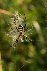 A poisonous agriope spider sits on a web.