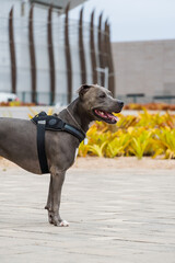 Pit bull dog walking in Barra da Tijuca park, Rio de Janeiro. Cement floor, some gymnasiums and...