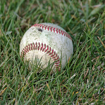 A well-used softball in the grass, with a fly sitting near the top red stitching.